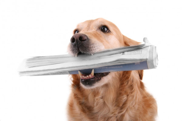 ФНС урегулировала порядок представления аудиторского заключения о консолидированной отчетности в ГИРБО